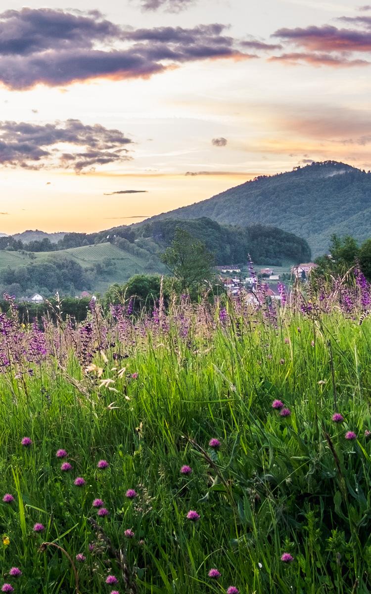 im sommer genießen gäste die blühenden wiesen und bunte sonnenuntergänge bei einem wanderurlaub im vulkanlandhotel legenstein in der südoststeiermark