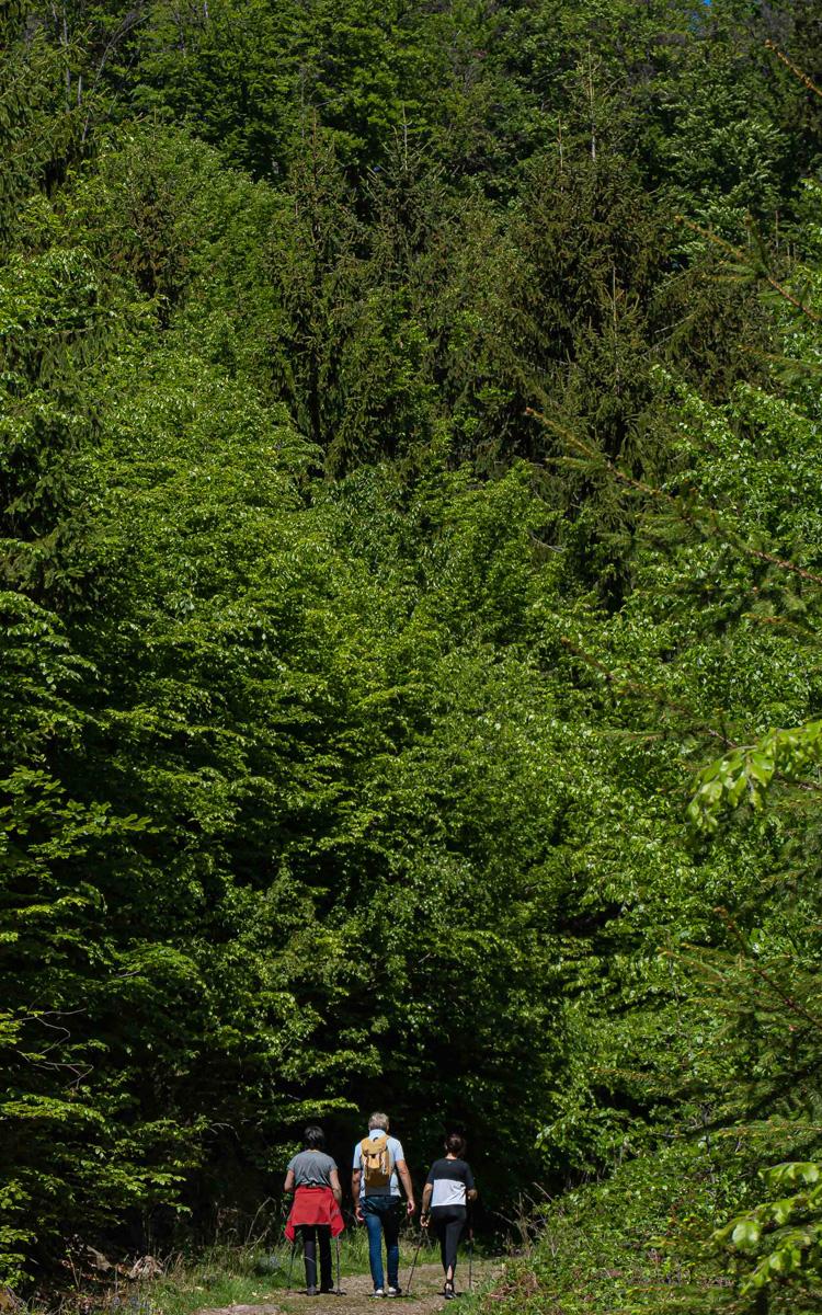 Zwei Frauen und ein Mann wandern auf einem Schotterweg durch einen dichten Wald - Wandern in Bad Gleichenberg - das ganze Jahr über ein Genuss