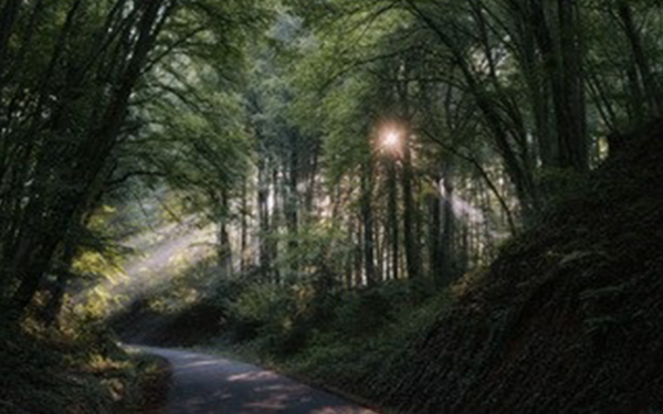 Sonnenlicht fällt durch die Bäume auf einen ruhigen Waldweg – Symbol für Entspannung, Stressbewältigung und innere Ruhe