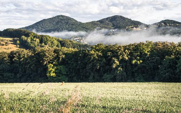 Die Gleichenberger Kogel liegen am Horizont, im Tal befindet sich Nebel, davor ein Wald und im Vordergrund ein Gerstenfeld, indem ein Reh springt - Die Region Bad Gleichenberg entdecken und erkunden - Urlaub im Frühling, Sommer, Herbst und Winter im Vulkanlandhotel Legenstein