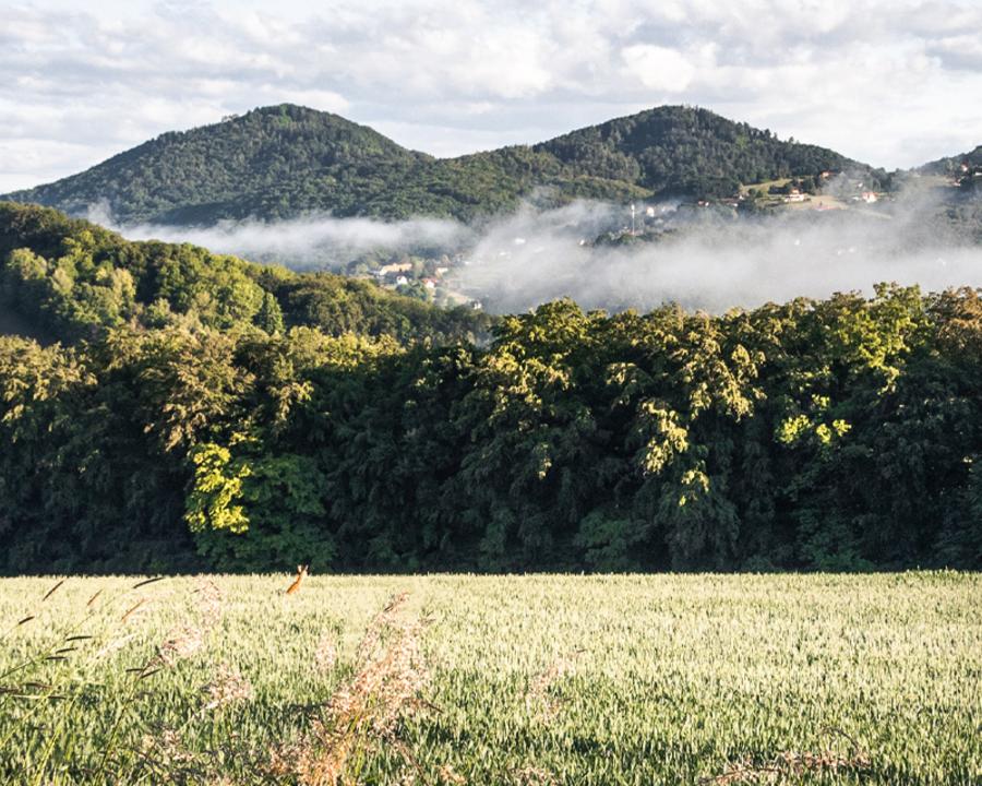Die Gleichenberger Kogel liegen am Horizont, im Tal befindet sich Nebel, davor ein Wald und im Vordergrund ein Gerstenfeld, indem ein Reh springt - Die Region Bad Gleichenberg entdecken und erkunden - Urlaub im Frühling, Sommer, Herbst und Winter im Vulkanlandhotel Legenstein