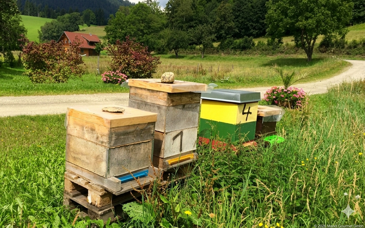 Mehrere Bienenstöcke stehen in einem blühenden Feld und bieten den Bienen ideale Bedingungen für die Honigsammlung. Die vielfältige Pflanzenwelt und die naturnahe Umgebung bilden die Grundlage für hochwertigen, aromatischen Honig und spiegeln die enge Verbindung zwischen Imkerei und Natur wider, zu genießen im Vulkanlandhotel Legenstein.
