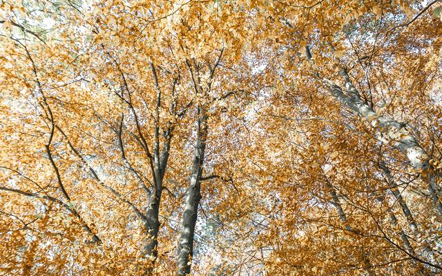 bunte baumkronen im herbst leuchten golden glänzend im wald in der nähe vom vulkanlandhotel legenstein in bad gleichenberg