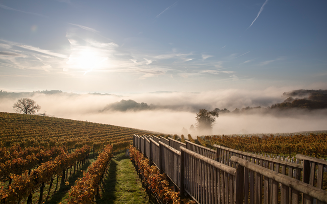 Herbstliche Weingärten im Thermen- und Vulkanland Steiermark bei Sonnenaufgang mit leichtem Nebel.