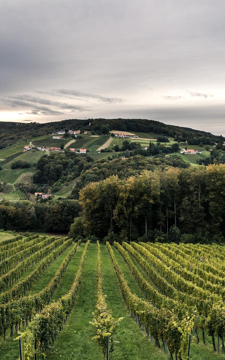 weinlandschaft sankt anna am aigen auf der kraftquellentour beim radurlaub im vulkanlandhotel legenstein - ried schemming - entdecken