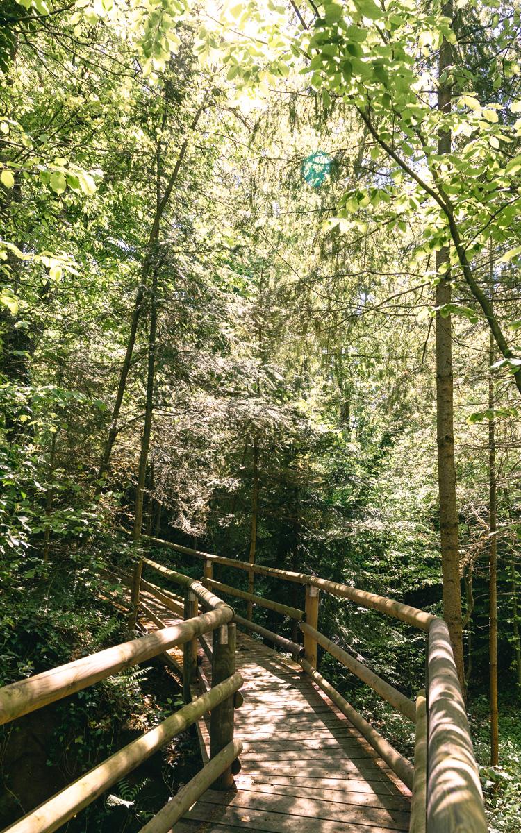 am kaskögerlweg bei einem wanderurlaub im vulkanlandhotel legenstein durch die dichten wälder wandern und die natur erleben