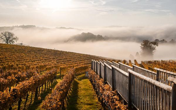 Herbsturlaub in Bad Gleichenberg - Eine Holztreppe führt in den Weingarten