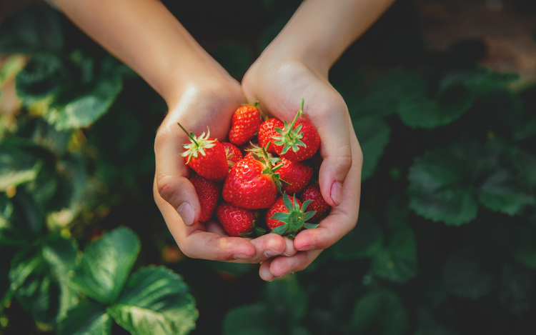Eine Handvoll sonnengereifter Erdbeeren wird direkt nach der Ernte präsentiert, während im Hintergrund das grüne Erdbeerfeld zu sehen ist. Das Bild steht für Frische, Regionalität und die sorgfältige Ernte der aromatischen Früchte, die ihren Weg vom Feld in die Küche des Vulkanlandhotels Legenstein finden.