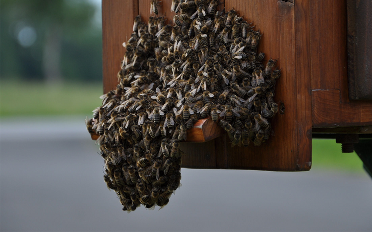 Ein Bienenschwarm in der natürlichen Schwarmphase, bei der sich tausende Bienen um eine Königin sammeln. Dieses beeindruckende Naturphänomen steht für die Vitalität und Organisation eines gesunden Bienenvolkes und ist ein wichtiger Teil der traditionellen Imkerei.