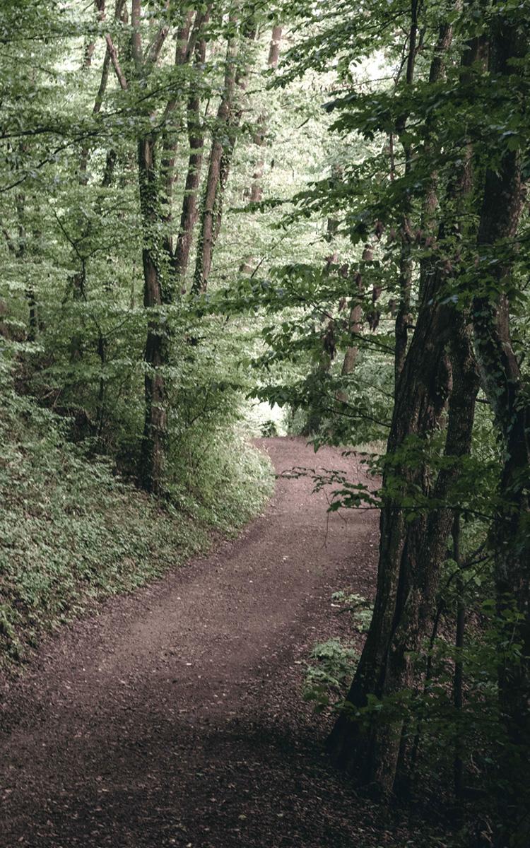 am geotrail in kapfenstein geologische stationen erkunden und einen wanderurlaub im vulkanlandhotel legenstein in bad gleichenberg genießen