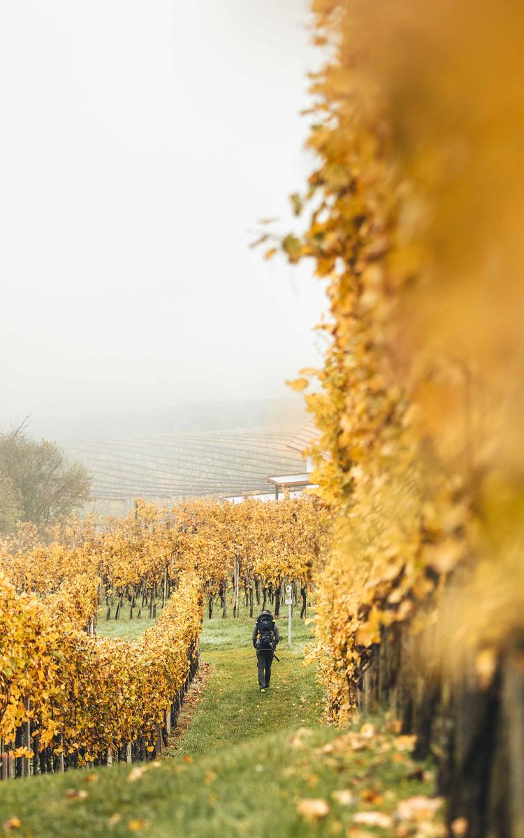 den goldenen herbst am traminerweg in klöch erleben und einen wanderurlaub im vulkanlandhotel legenstein verbringen