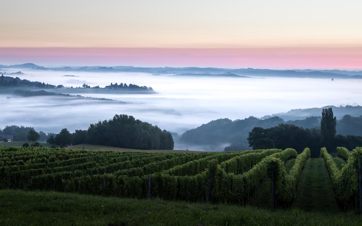 ausblick in die weinberge in st. anna am aigen - am frühgen morgen, wenn der nebel noch im tal liegt und am hügel bereits die sonne scheint - radurlaub im vulkanlandhotel legenstein in bad gleichenberg