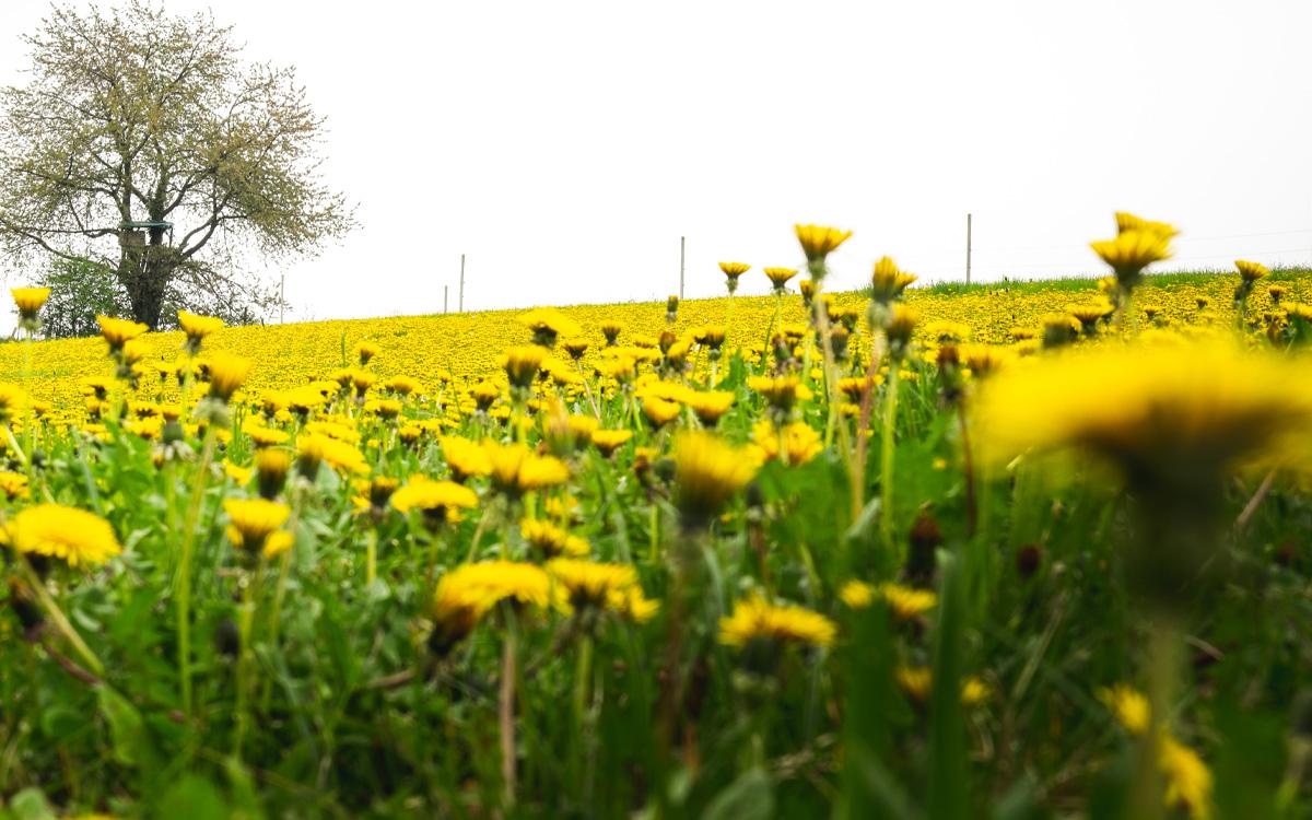 Ein riesen Loewanzahnfeld am Parapluieberg mit knallgelben Blüten. Ein Baum steht ganz alleine, mitten auf der Löwenzahnwiese